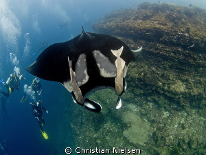 Beautiful manta and happy divers at "the Boiler", Socorro... by Christian Nielsen 